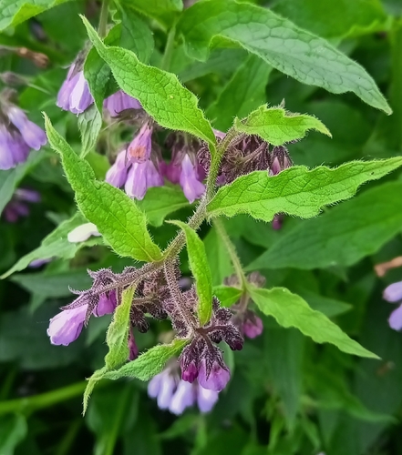 common comfrey