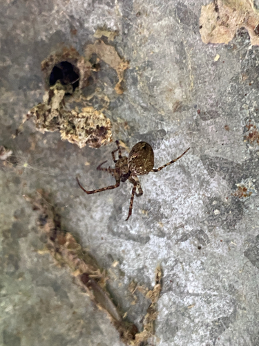 Shaded Orbweaver