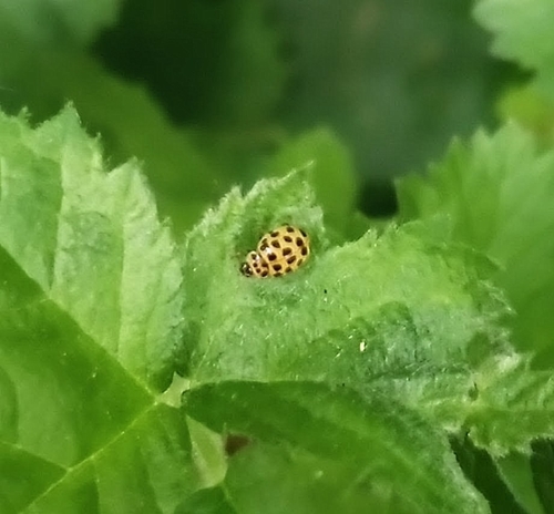 22-spot Ladybird