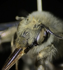 Anthophora edwardsii