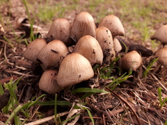Coprinellus micaceus