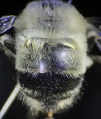 Anthophora edwardsii