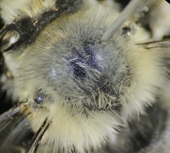 Anthophora edwardsii