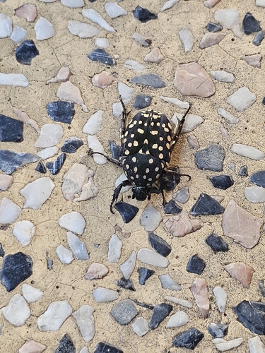 Yellow-spotted Flower Chafer