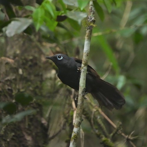 Sunda Laughingthrush