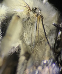 Anthophora edwardsii