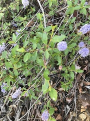 Ceanothus integerrimus