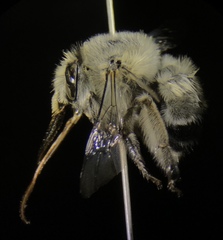 Anthophora edwardsii