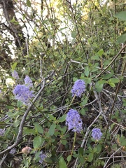 Ceanothus integerrimus