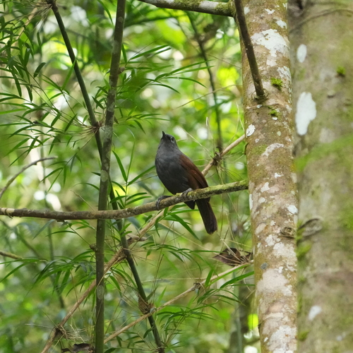 Sunda Laughingthrush