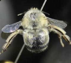 Anthophora edwardsii