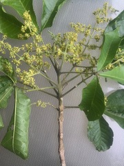 Melicope xanthoxyloides