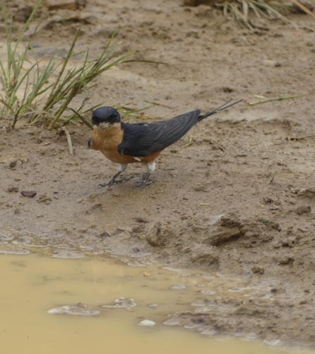Rufous-chested Swallow