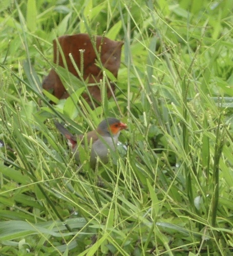 Orange-cheeked Waxbill