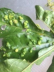 Melicope xanthoxyloides