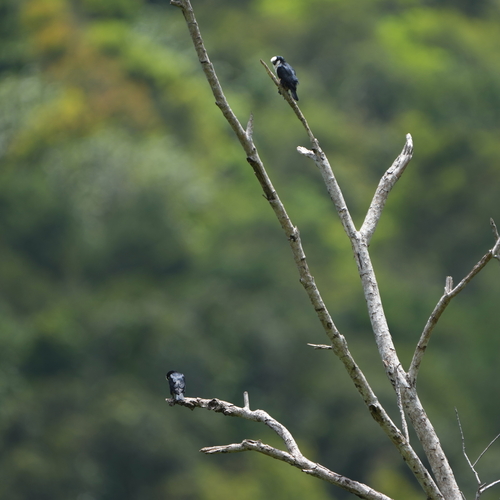 White-fronted Falconet