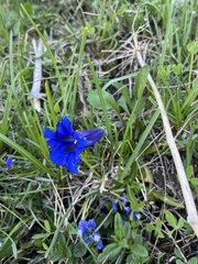 Gentiana angustifolia