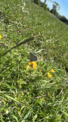 Common Blue