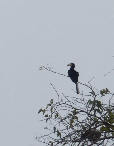 Congo Pied Hornbill