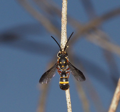 Lasioglossum peraustrale