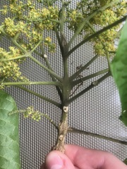 Melicope xanthoxyloides