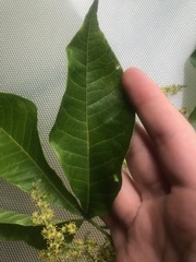 Melicope xanthoxyloides