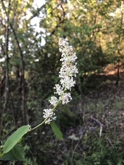 Ceanothus integerrimus
