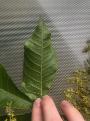 Melicope xanthoxyloides