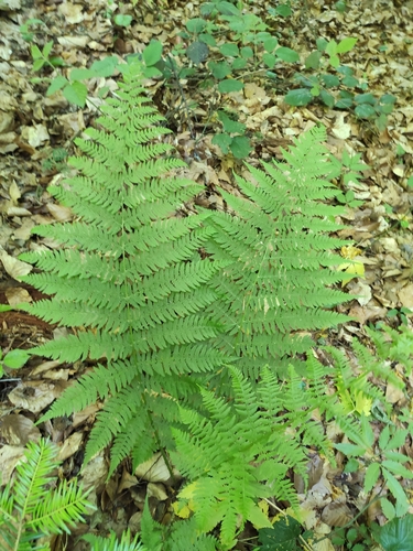 lady fern