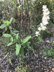 Ceanothus integerrimus