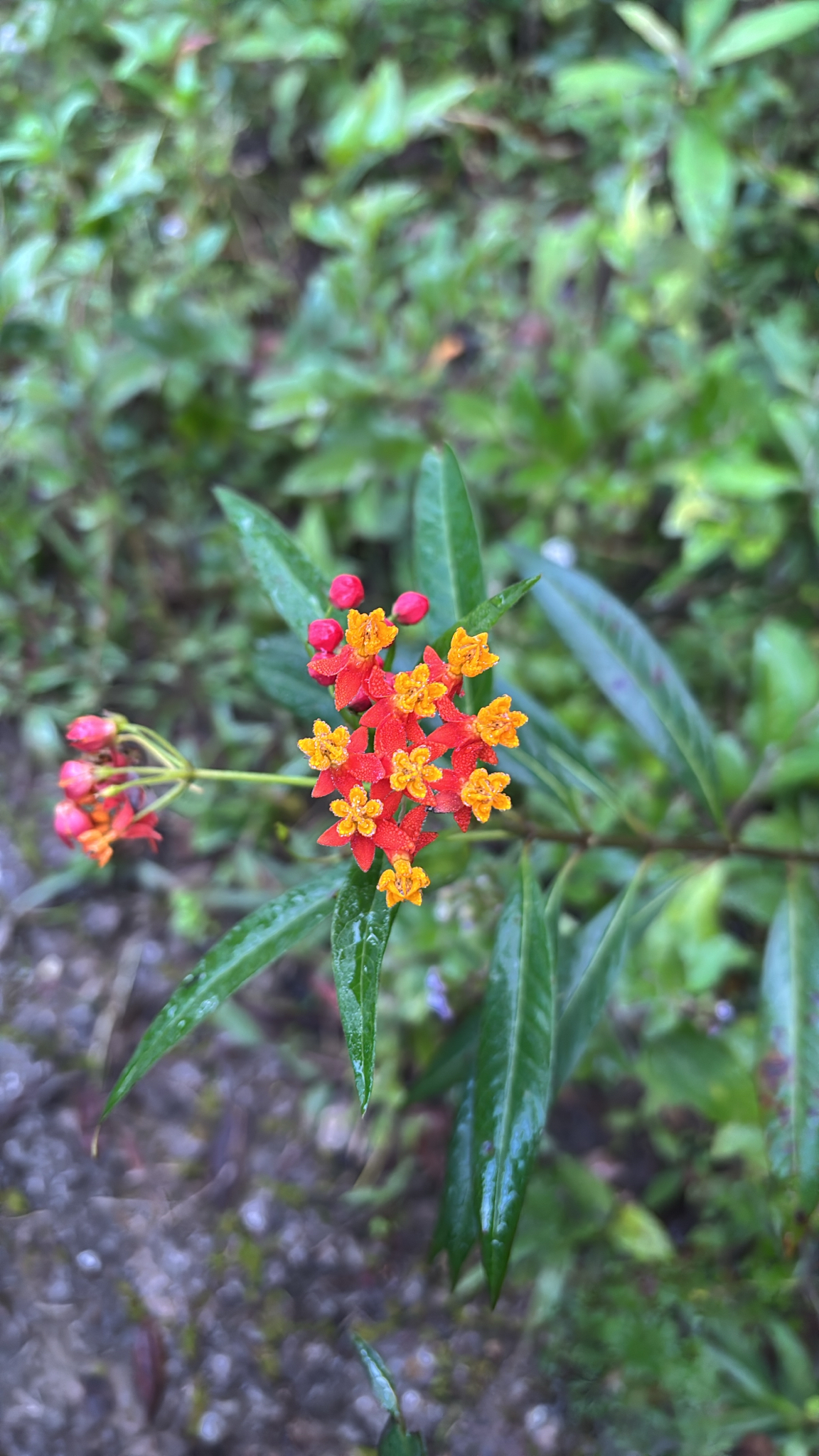 Asclepias curassavica