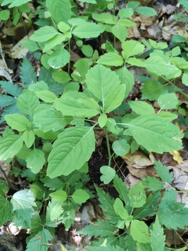 Touch-me-not Balsam