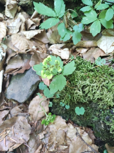 Alternate-leaved Golden Saxifrage