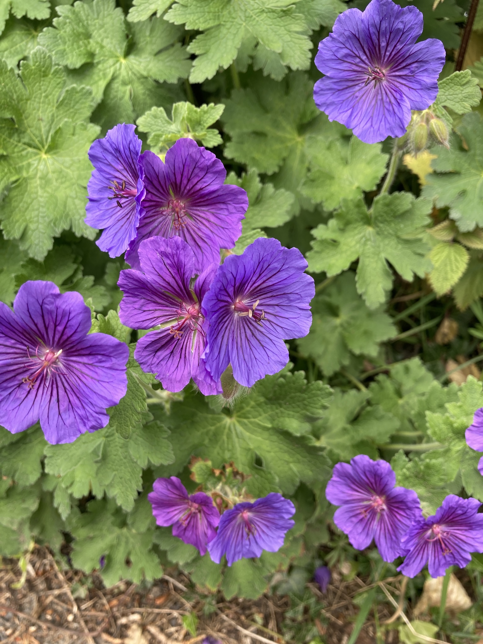 Magnificent cranesbill