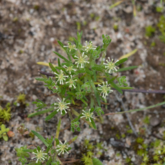 Millotia muelleri