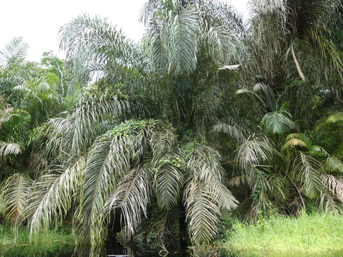 Raphia farinifera