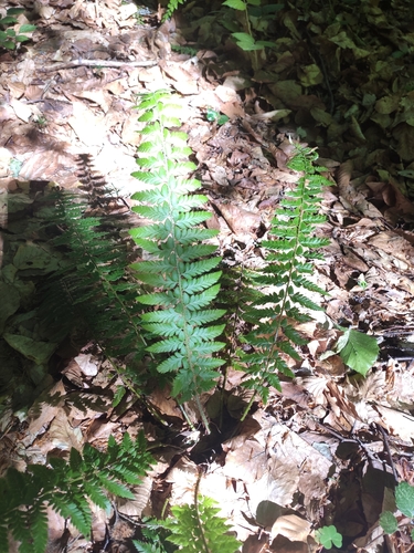 hard shield fern