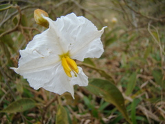 Solanum variabile