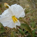 Solanum variabile - Photo 由 Douglas Meyer 所上傳的 (c) Douglas Meyer，保留部份權利CC BY-NC