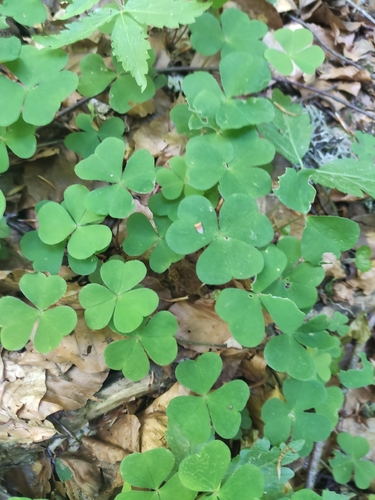European wood-sorrel