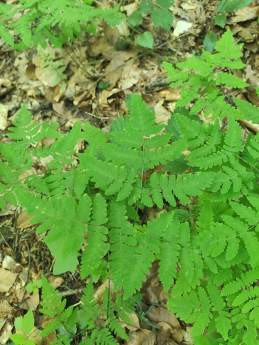 northern oak fern