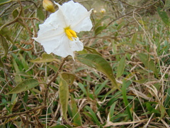 Solanum variabile