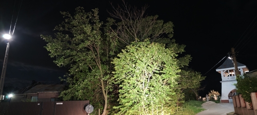tree-of-heaven