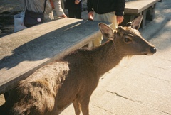 Cervus nippon