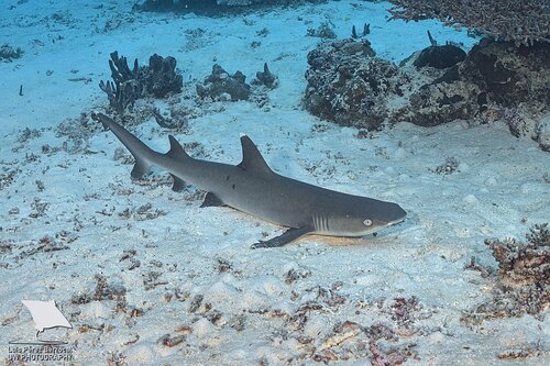 Whitetip reef shark