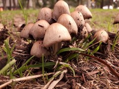 Coprinellus micaceus