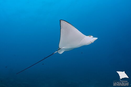 White-spotted Eagle Ray, photo 2 of 7