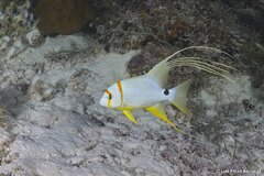 Sailfin Snapper photo 2