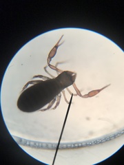 Chthoniidae