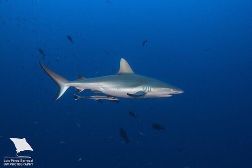 Grey reef shark